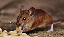 Find Exterminators in Roanoke County